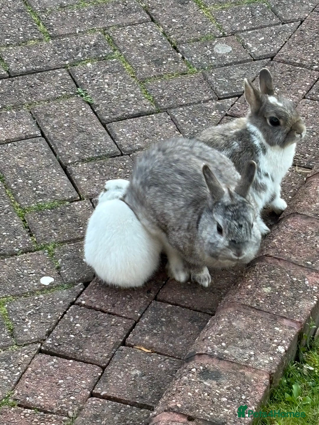 Netherland Dwarf rabbits for sale: Netherlands dwarf - Image 2