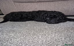 Cockapoo dogs for sale: F2 cockapoo puppies - Image 11