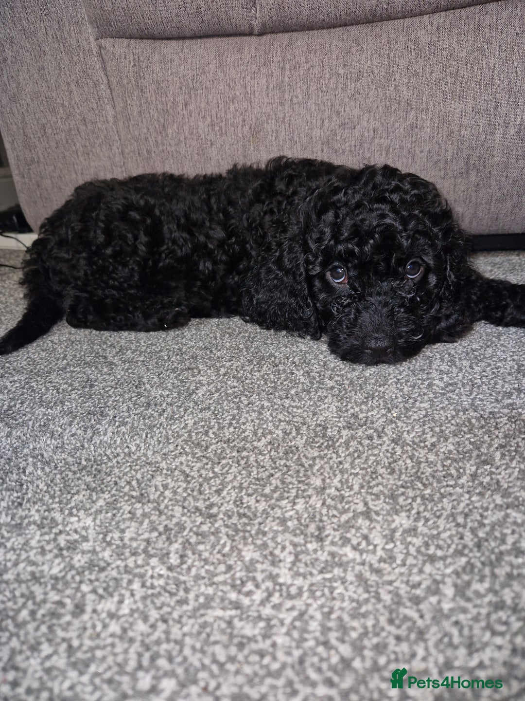 Cockapoo dogs for sale: F2 cockapoo puppies - Image 11