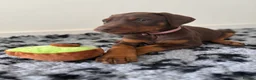 Dobermann dogs for sale: 9 Doberman Puppies- Ready to leave 6th June - Advert 11