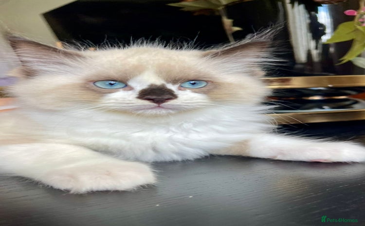 Ragdoll cats - Advert 2