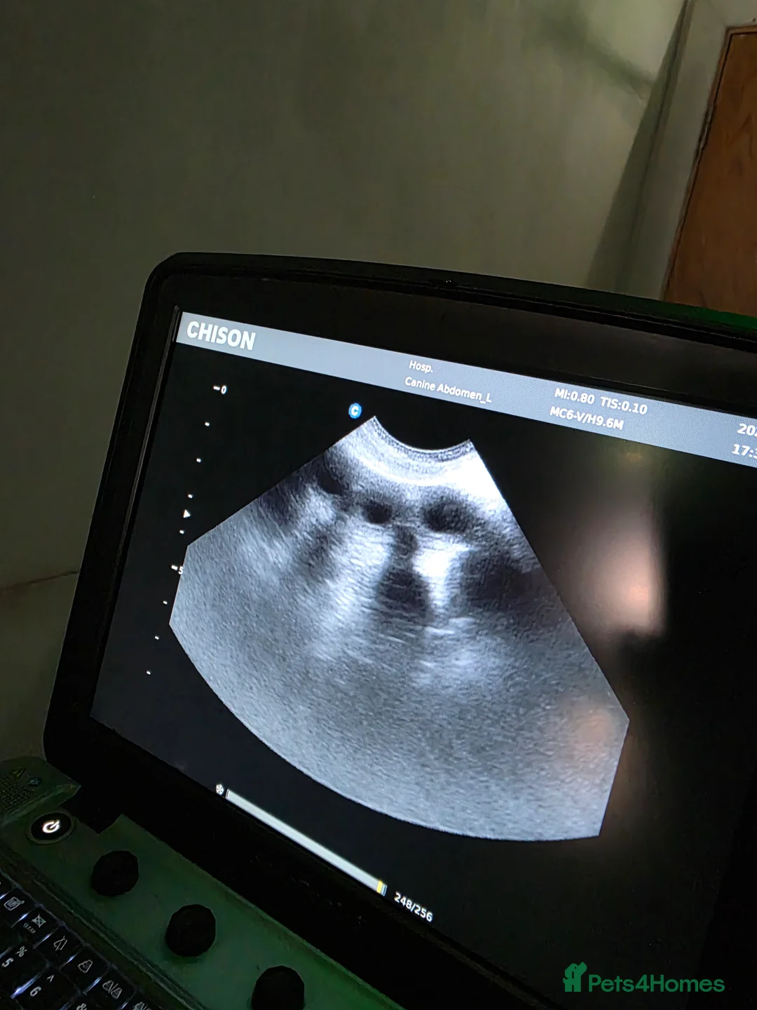 French Bulldog dogs for stud: FULL FLUFFY FRENCH BULLDOG STUD🦁 in Chester - Advert 7