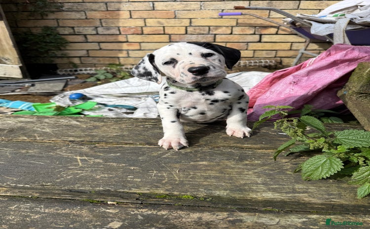 Dalmatian dogs - Advert 1