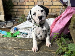 Dalmatian dogs - Advert 29