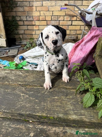 Dalmatian dogs - Advert 7