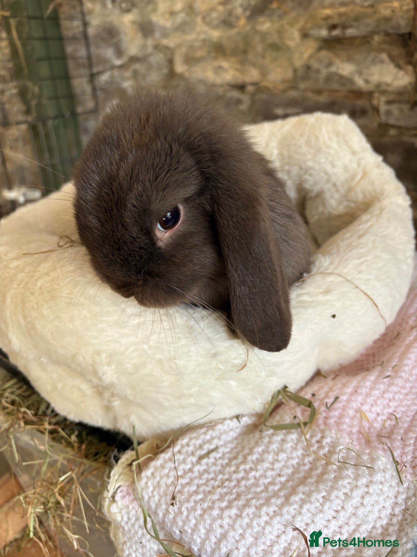 Mini Lop rabbits Mini lops-vaccinated-raised indoors  - Advert 1