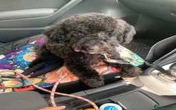 Cavapoo dogs for sale: Black female cavapoo - Image 2