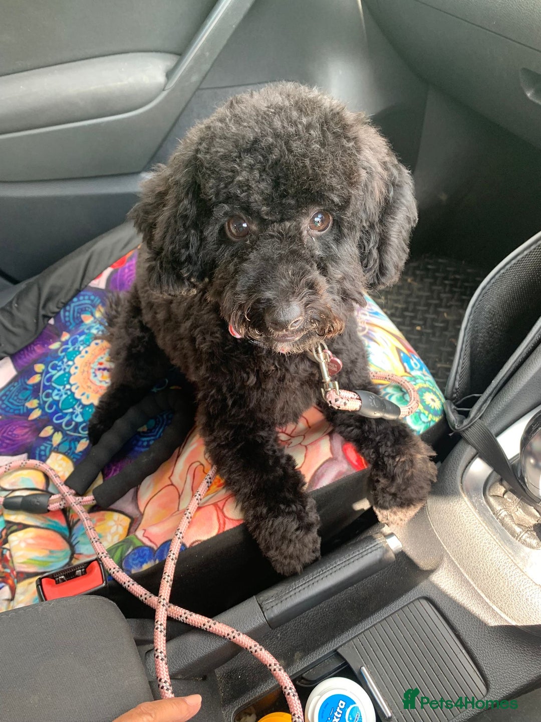 Cavapoo dogs for sale: Black female cavapoo - Image 2
