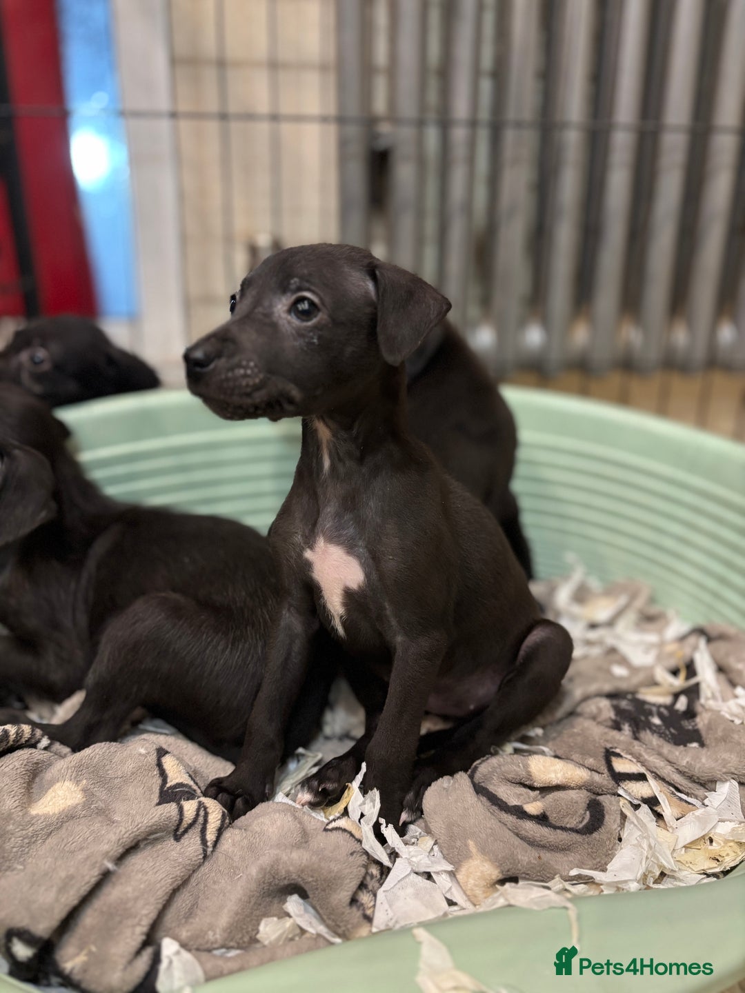 Mixed Breed dogs for sale: Bedlington whippet lurcher pups for sale  - Advert 3
