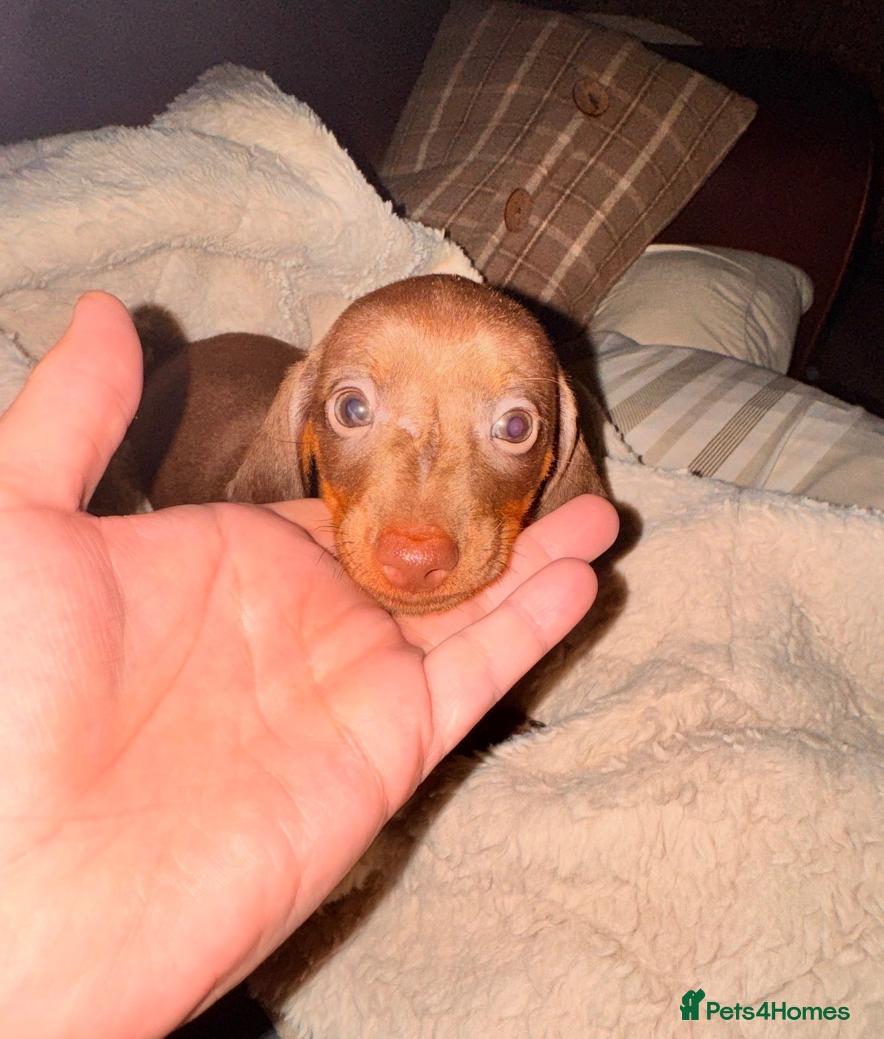 Miniature Dachshund dogs Only 2 beautiful dachshund babies left - Advert 7