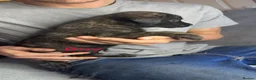 Mixed Breed dogs for sale: 12 gorgeous puppies , READY TO VEIW - Advert 13