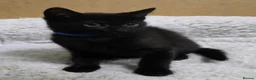British Shorthair cats for sale: British Shorthair mix with Bombay cat - Advert 5