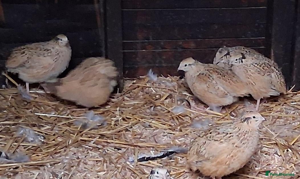 Quail poultry Japanese coturnix quail  - Advert 1