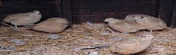 Quail poultry for sale: Japanese coturnix quail  - Advert 1