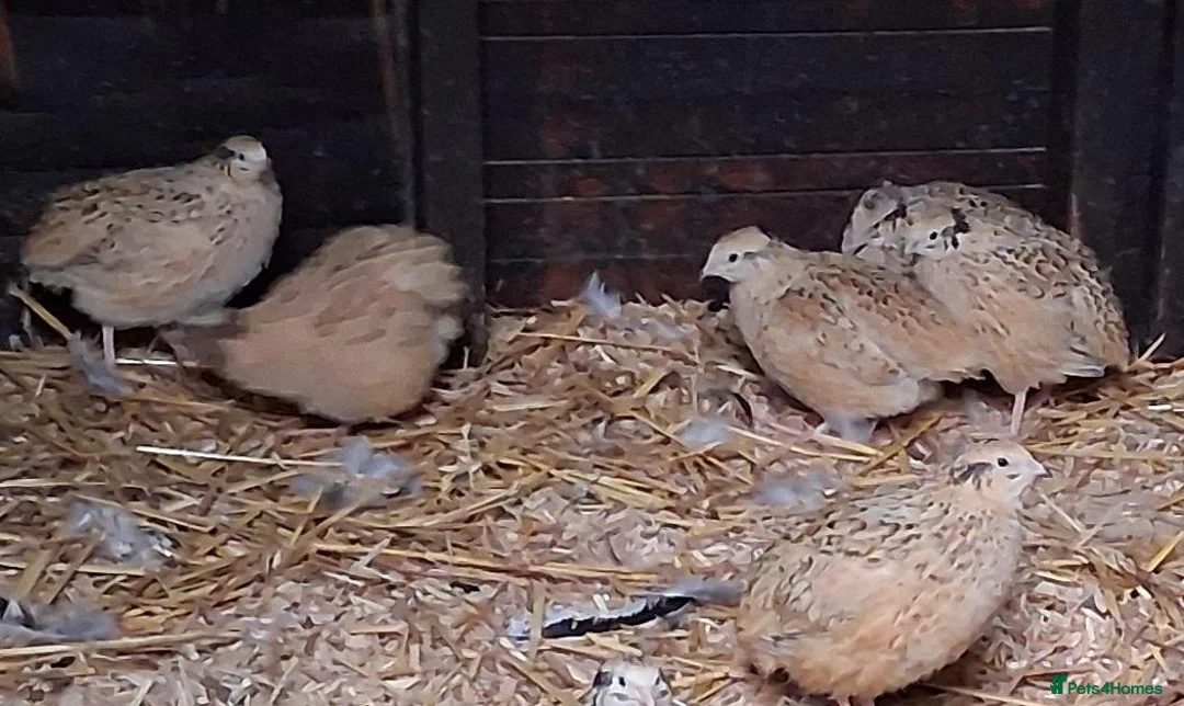 Quail poultry for sale: Japanese coturnix quail  - Advert 1