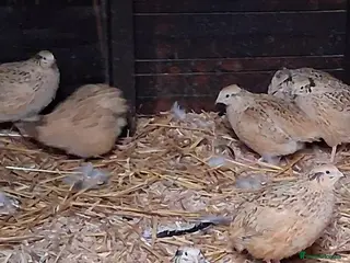Quail poultry Japanese coturnix quail - Advert 1
