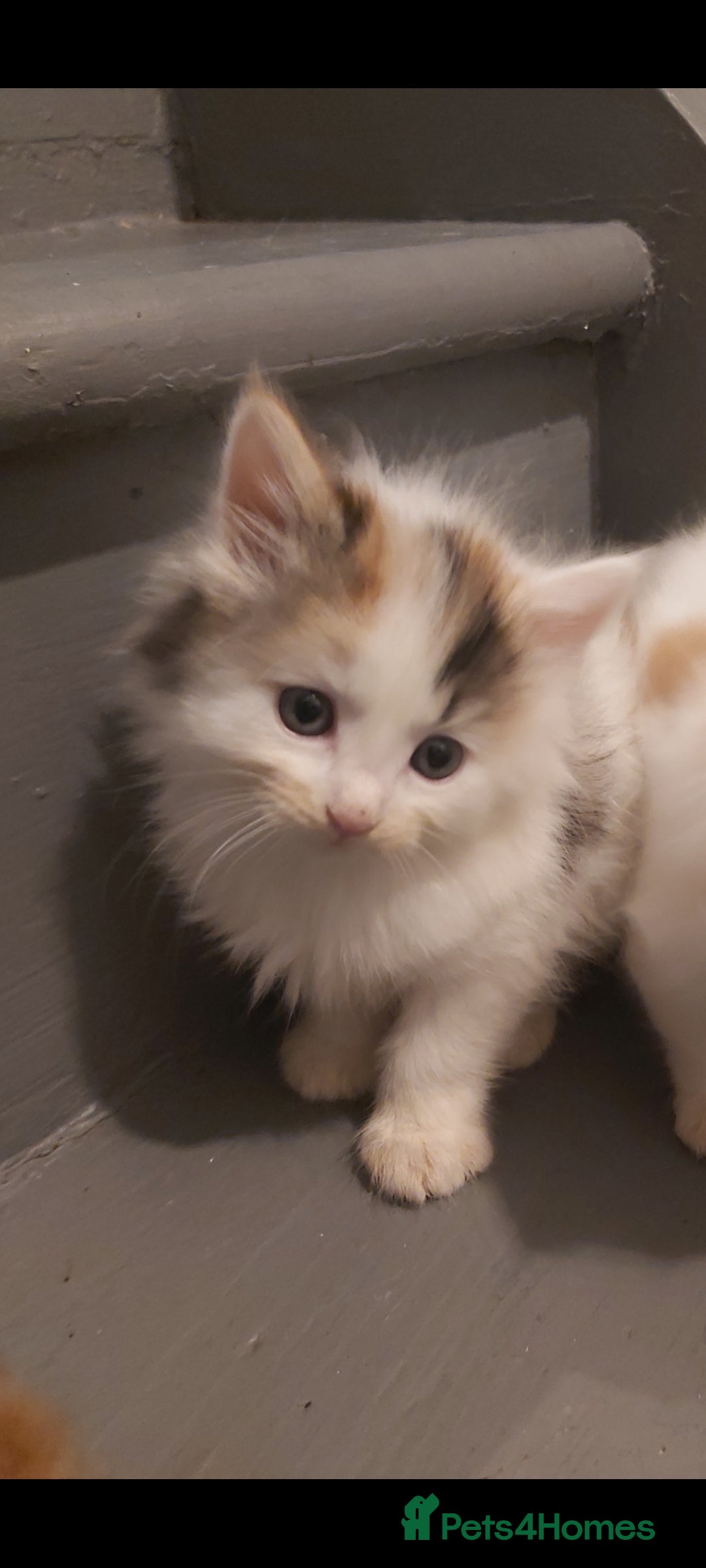 Turkish Van cats for sale: 3 beautiful kittens ready for homes - Advert 5