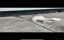 Bichon Frise dogs for sale: Bichon frise - Image 4