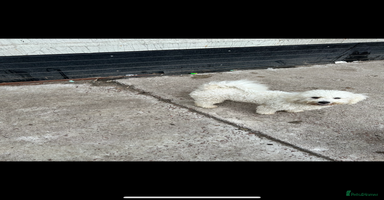 Bichon Frise dogs - Advert 10