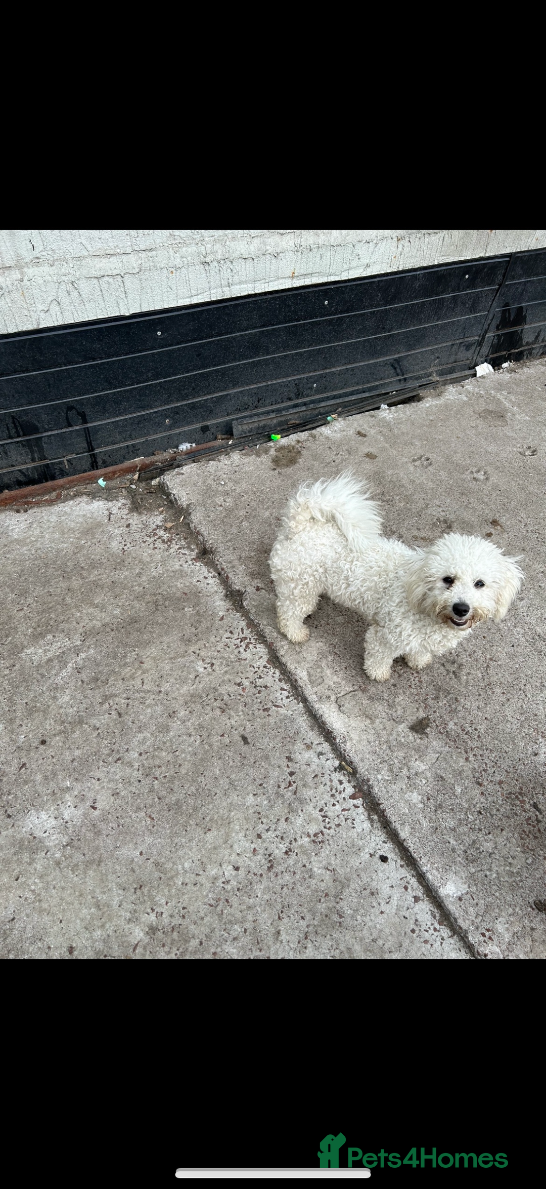 Bichon Frise dogs for sale: Bichon frise - Image 4