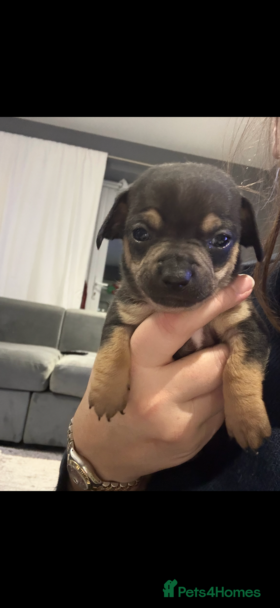 Mixed Breed dogs for sale: Gorgeous cute playful puppies - Advert 6