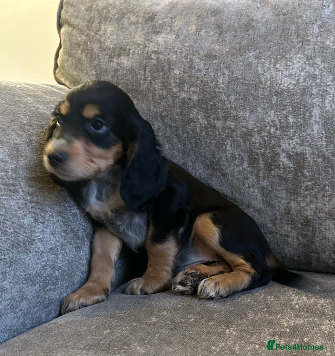 Sprocker dogs for sale: Beautiful sprocker puppies - Advert 14