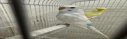 Budgerigars birds for sale: Baby Budgies for sale - Advert 6
