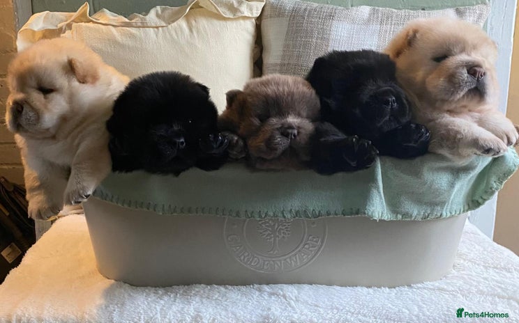 Chow Chow dogs - Advert 2