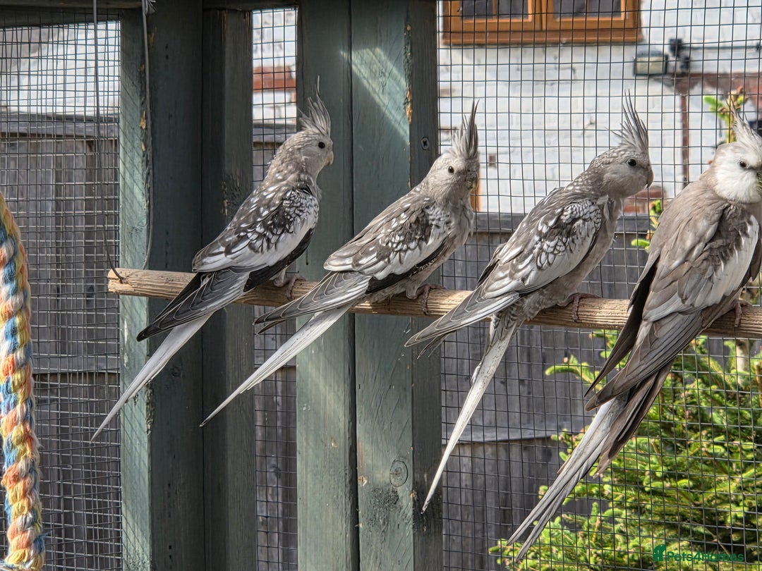 Cockatiels birds for sale: Stunning Young Silver Pearl Cockatiels For Sale - Image 1