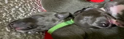 Whippet dogs for sale: KC Reg blue whippet puppies in Ledbury - Advert 9