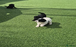 Maltipoo dogs for sale: Maltipoo puppies ready now  - Image 7