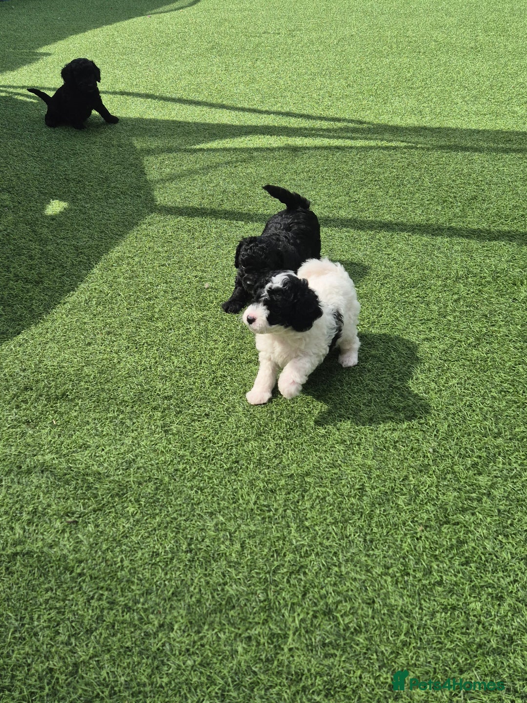 Maltipoo dogs for sale: Maltipoo puppies ready now  - Image 7