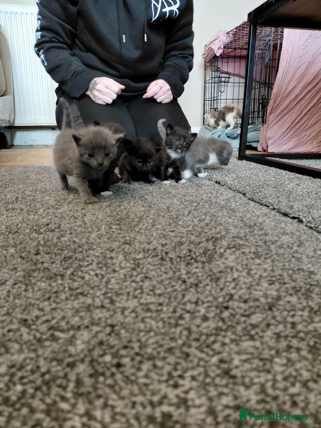 Domestic Shorthair cats for sale: Beautiful litter for sale  in Bedworth - Advert 2