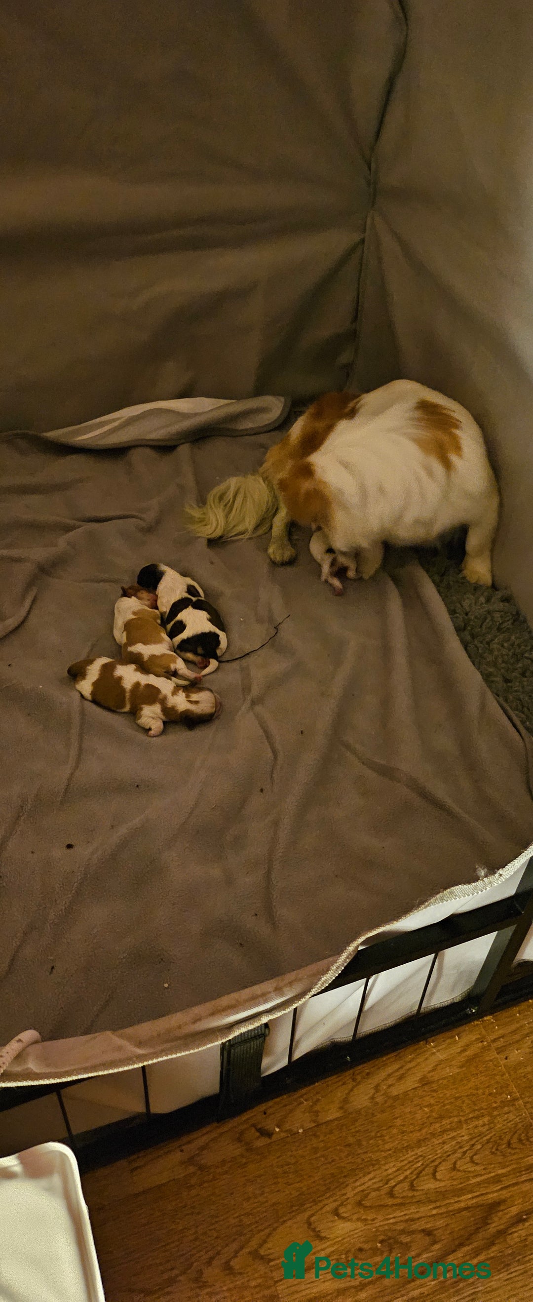 Mixed Breed dogs for sale: 4 beautiful little puppies chihuahua/shih tzu X - Advert 19