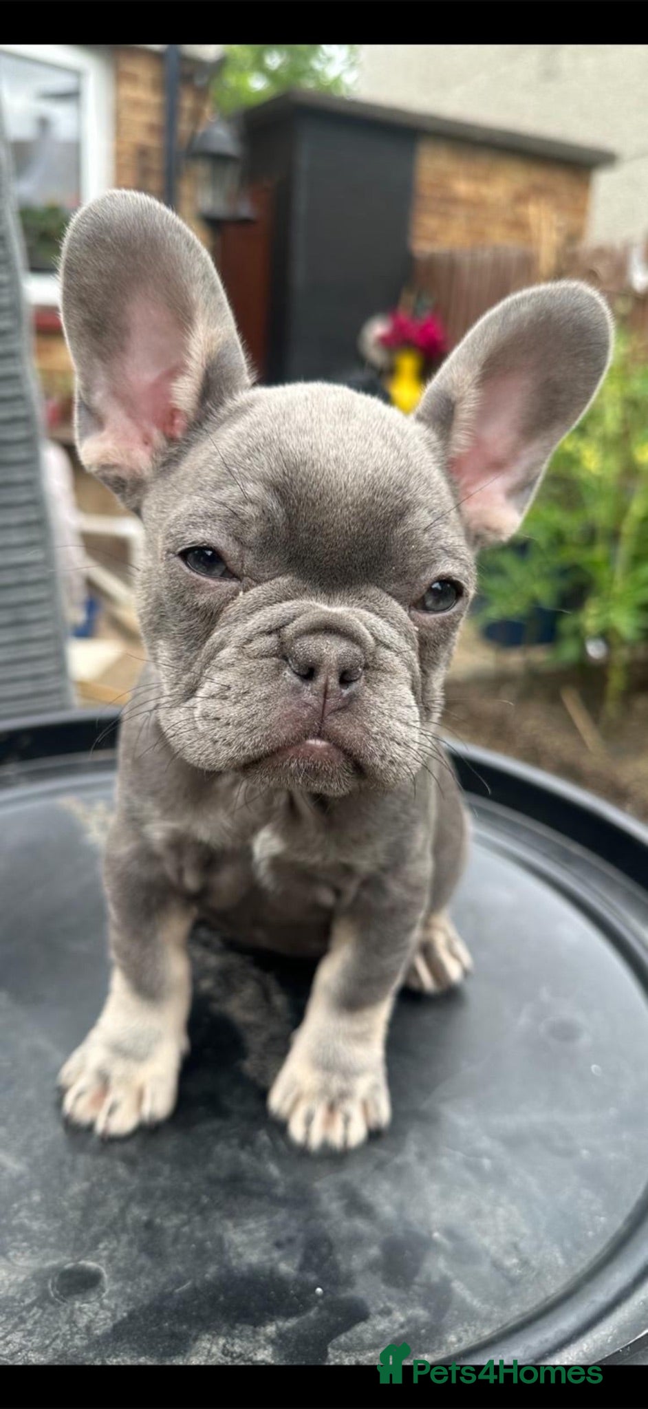French Bulldog dogs French bulldogs  - Advert 1
