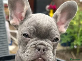 French Bulldog dogs French bulldogs - Advert 1