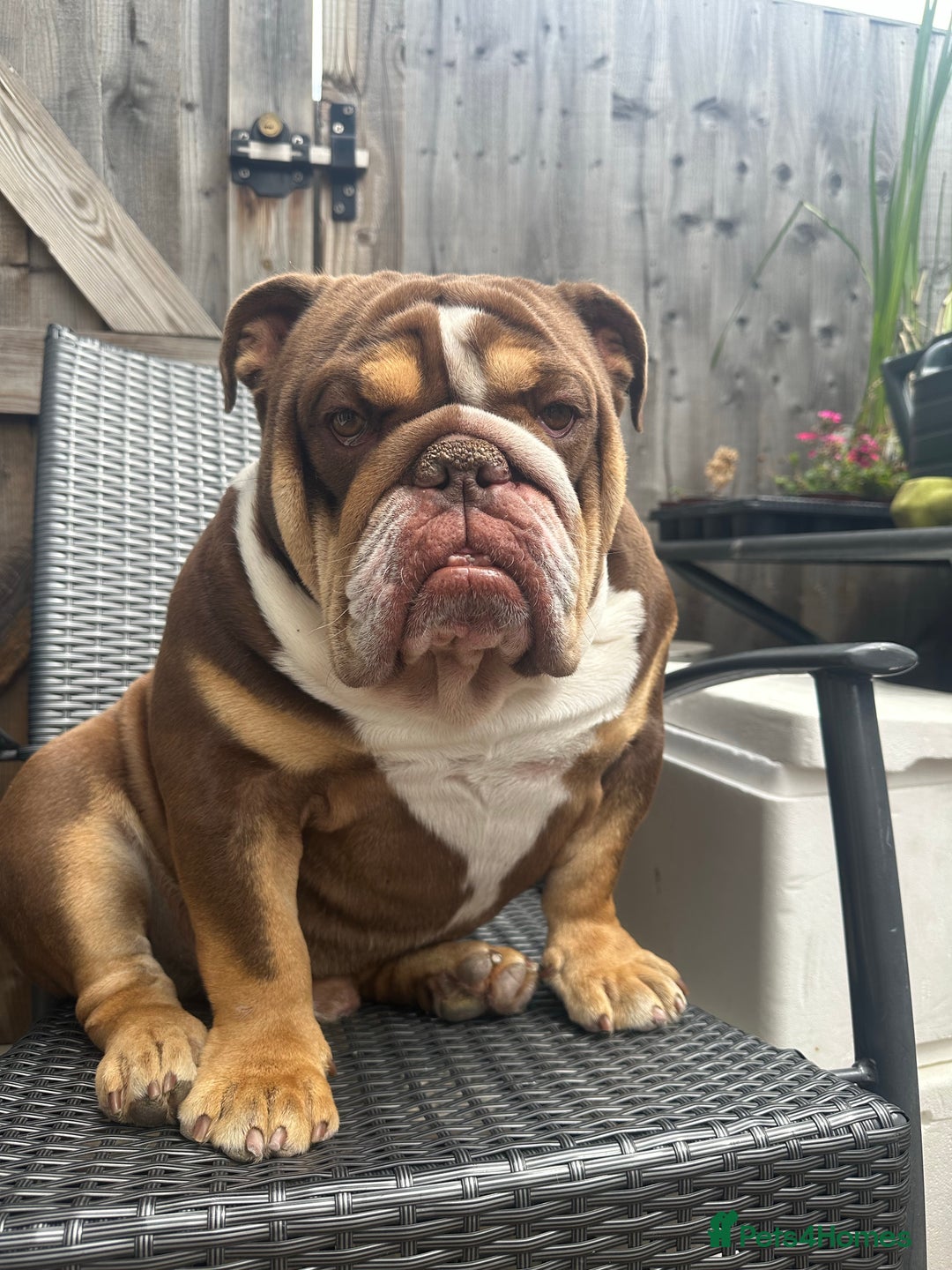 English Bulldog dogs for stud: English bulldog stud - KC registered in Wickford - Advert 5