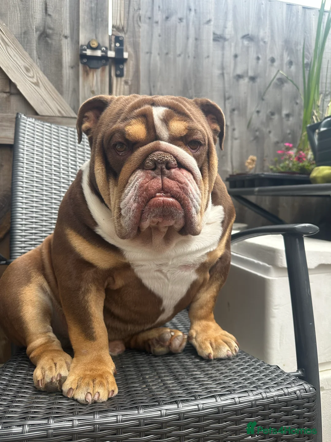 English Bulldog dogs for stud: English bulldog stud - KC registered in Wickford - Advert 5