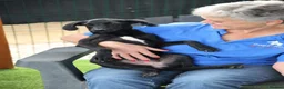 Mixed Breed dogs for adoption: Perfect Puma - Advert 5