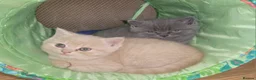 British Shorthair cats for sale: Blue british shorthair kittens in Southsea - Advert 12