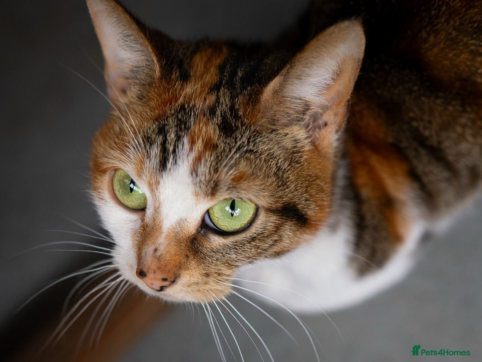 Mixed Breed cats Chi - stunning looks, lovely nature - Advert 2