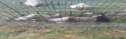 Ducks poultry for sale: Runner Ducklings-unsexed - Advert 2