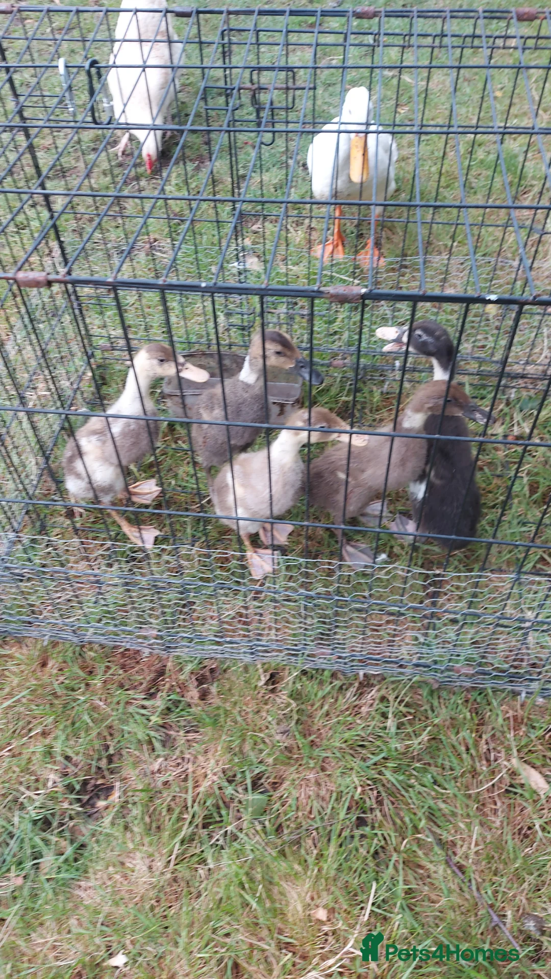 Ducks poultry for sale: Runner Ducklings-unsexed - Advert 2
