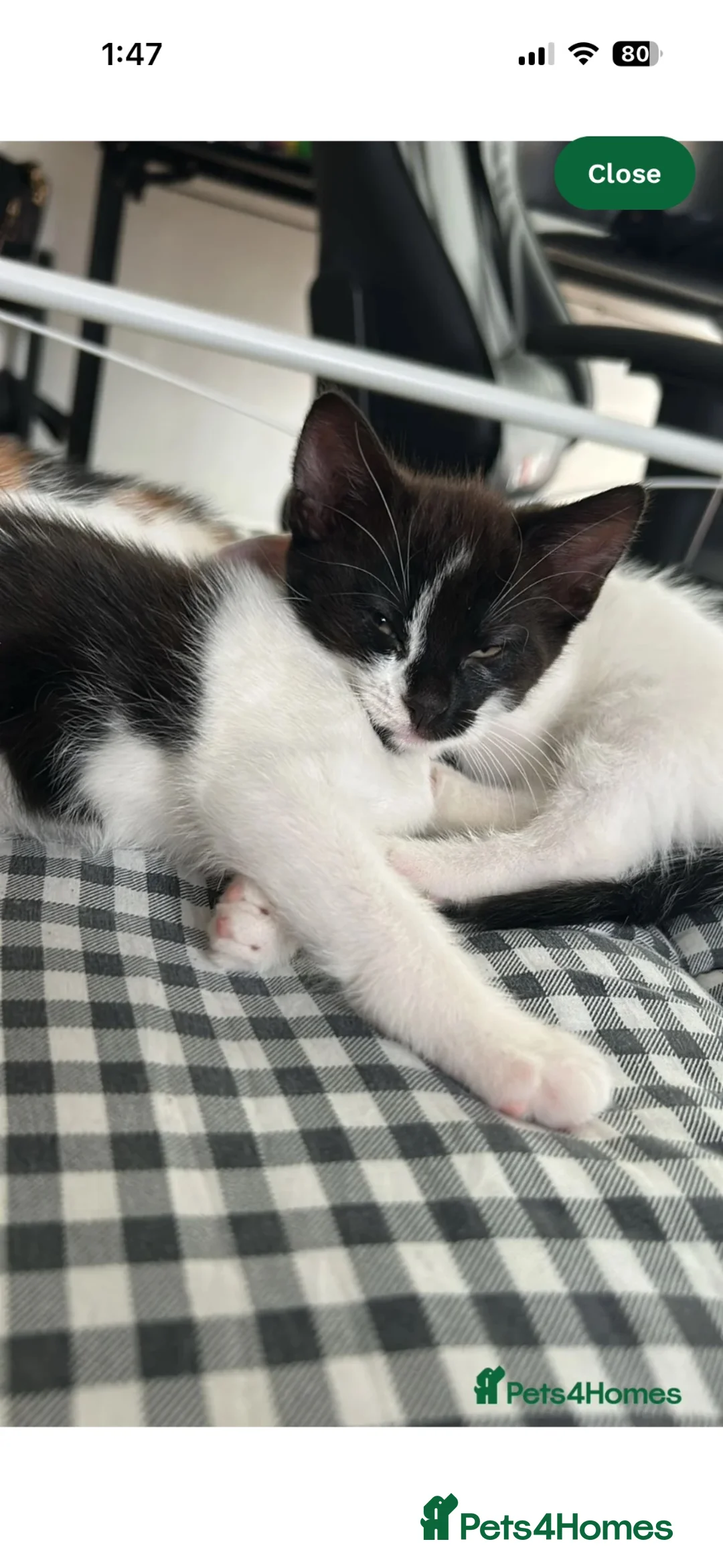 Mixed Breed cats for sale: Cat £20 + food + litter + litter box in Luton - Advert 1