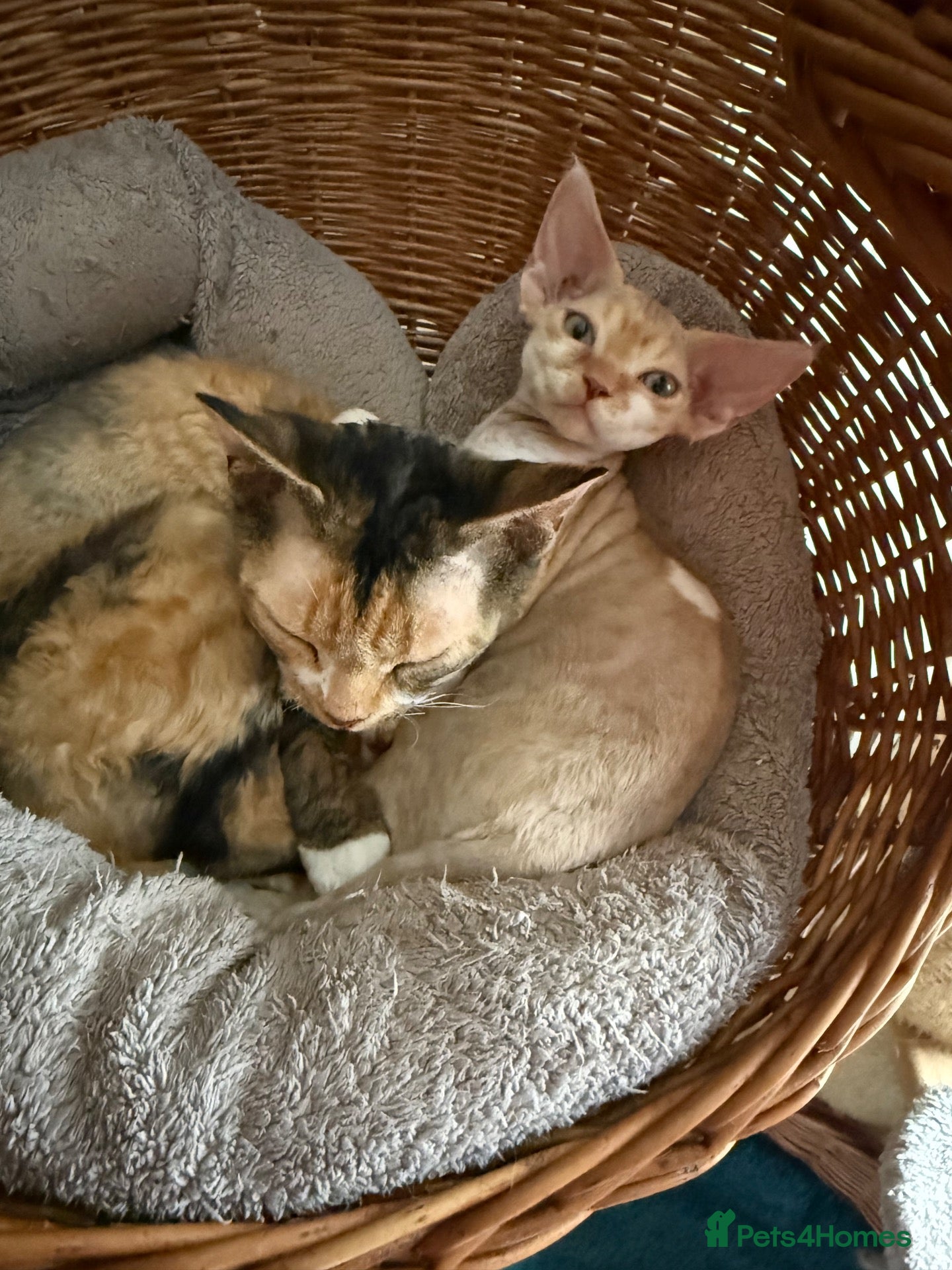 Devon Rex cats Stunning, cheeky GCCF reg Devon Male - Advert 2