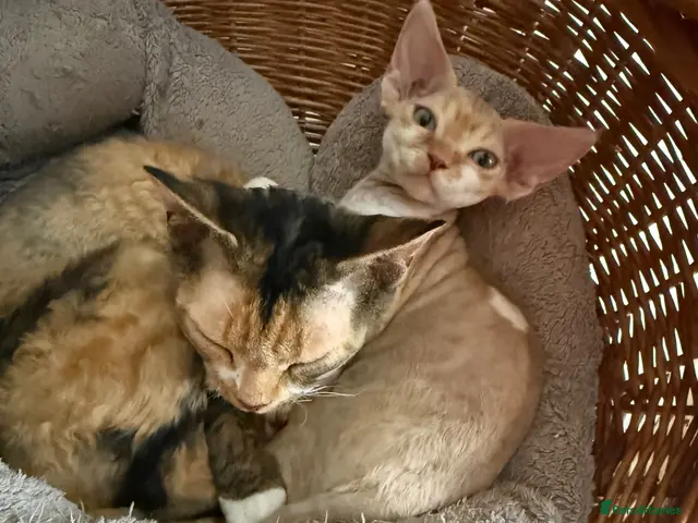 Devon Rex cats for sale: Stunning, cheeky GCCF reg Devon Male - Advert 2