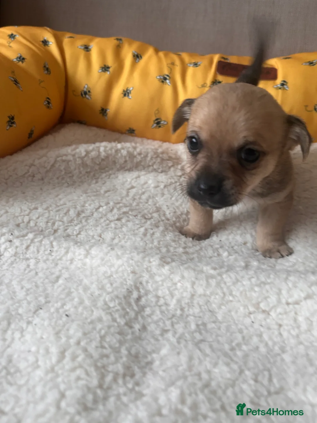 Mixed Breed dogs for sale: 5 beautiful Jackchi boys  - Advert 23