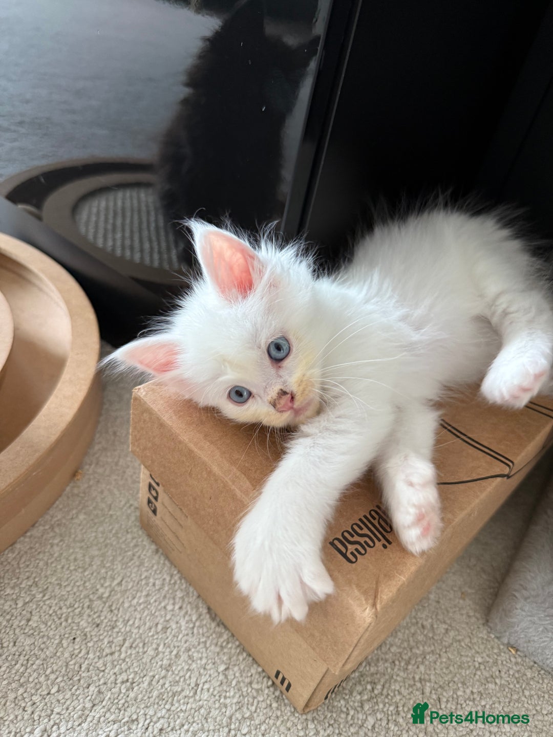 Maine Coon cats for sale: Maine Coon Kittens some polydactyl - only 2 left! - Image 38
