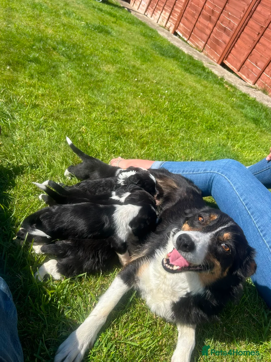 Mixed Breed dogs for sale: Sprollies  - Advert 1