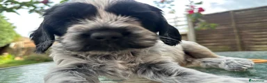 “Oreo” boy white and black